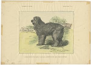 Antique Dog Print of the Old English Sheepdog (c.1890)