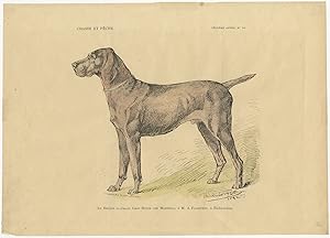 Antique Dog Print of the German Pointer Dog (c.1890)