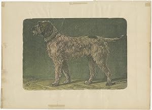 Antique Print of a Dog (c.1895)