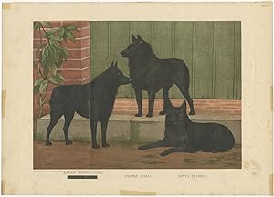 Antique Print of three Dogs (c.1885)