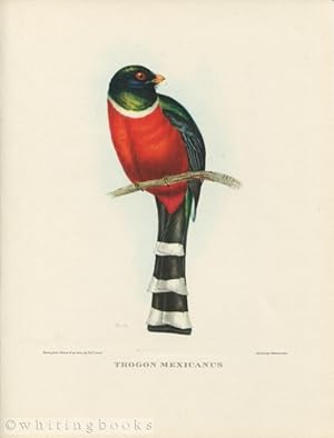 John Gould Tropical Bird Print: Trogon Mexicanus [Mexican Trogon] 1964