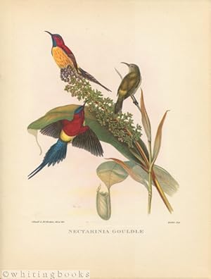 John Gould Tropical Bird Print: Nectarinia Gouldiae [Mrs. Gould's Sun-bird] 1964