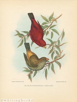 John Gould Tropical Bird Print: Haematospiza Sipahi [Sepoy Finch] 1964
