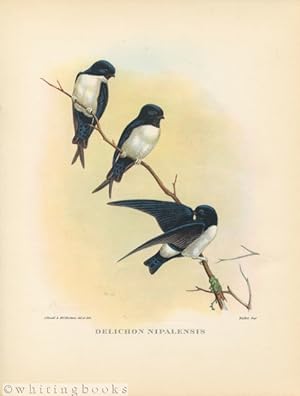 John Gould Tropical Bird Print: Delichon Nipalensis [Nepal Martin] 1964