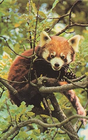 Red Panda Bear 1970s Postcard