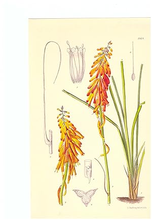 Kniphofia Galpinii. Altkolorierte Original-Lithographie (Aus: Curtis' Botanical Magazine, No. 8928).