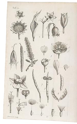 Genera Plantarum Eorumque Characteres naturales, secundium Numerum Figuram, Situm, & Proportionem...