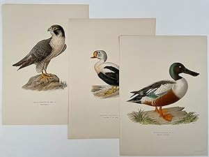 Group of FIVE CHROMOLITH PRINTS of birds: Somateria Spectabilis, Astur Gentilis, Tadorna Tadorna,...