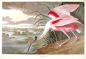 Roseate Spoonbill. From "The Birds of America" (Amsterdam Edition)