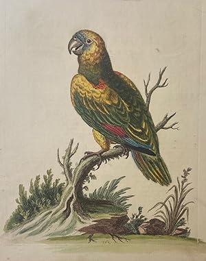 The Great Green Parrot