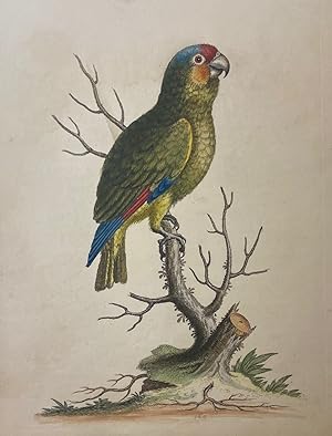 The Lesser Green Parrot