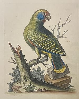 The Brazilian Green Parrot
