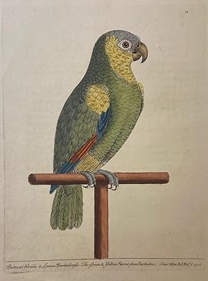 The Green and Yellow Parrot from Barbadoes