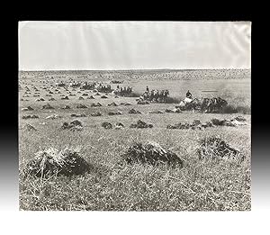 Mammoth Size Photo of Eight Horse-Drawn Threshing Machines Harvesting a Prairie Field