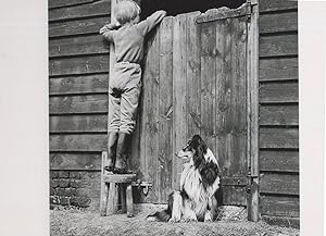 Boy Farm & Lassie Dog at Horse Stable Door 1960s Photo Postcard
