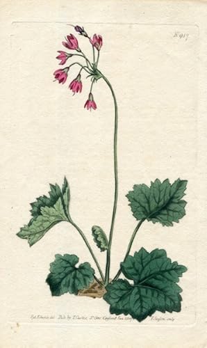 Original Hand Colored Print No. 987; Cortusa Matthioli, or Bear's Ear Sanicle