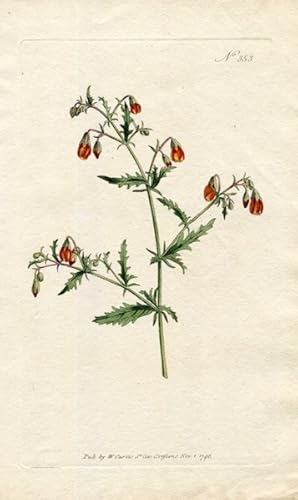 Original Hand Colored Print No. 353; Mahernia Incisa, or Cut-Leav'd Mahernia