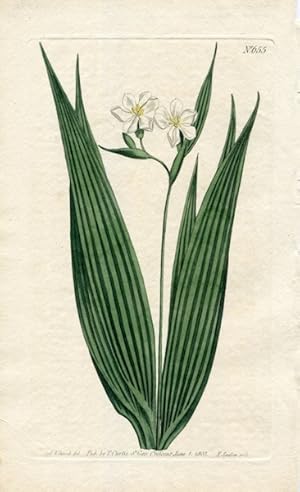 Original Hand Colored Print No. 655; Marica Plicata, or Small Flowered Marica