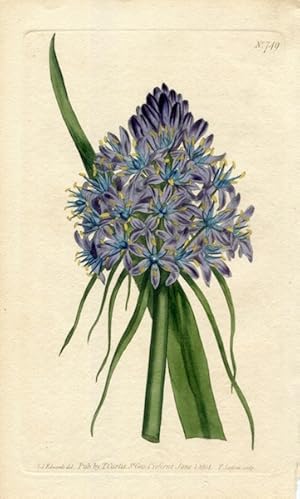 Original Hand Colored Print No. 749; Scilla Peruviana, or Corymbose Squil