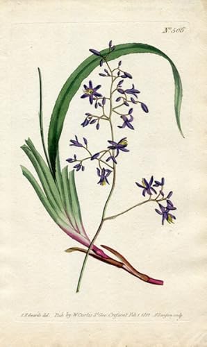 Original Hand Colored Print No. 505; Dianella Caerulea, or Blue Dianella