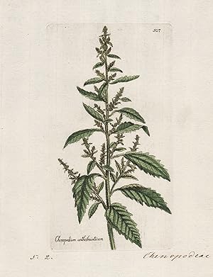 "Chenopodium anthelminticum" (Plate 507) - Wurmsamen-Drüsengänsefuß Amerikanisches Wurmkraut / He...