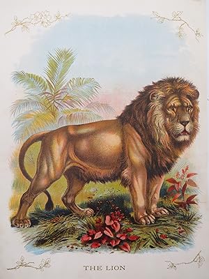 ANTIQUE ORIGINAL 1902 LION COLOR CHROMOLITHOGRAPH PRINT 9.5"X12"