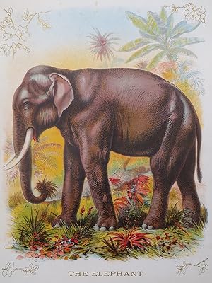 ANTIQUE ORIGINAL 1902 ELEPHANT COLOR CHROMOLITHOGRAPH PRINT 9.5"X12"