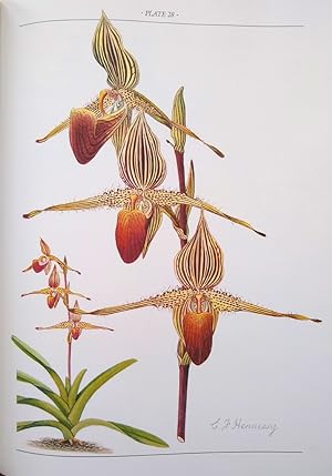 The Slipper Orchids