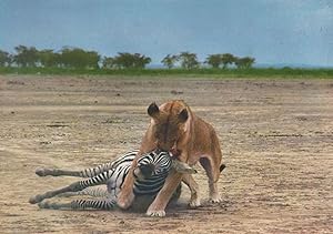 Lioness Eating Capturing Zebra Animal Graphic Postcard
