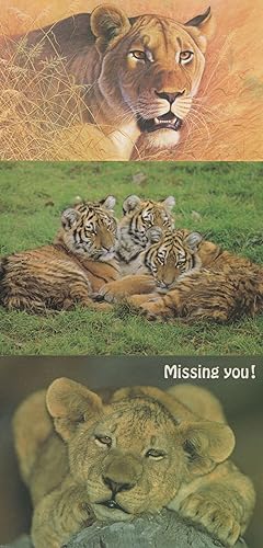 Lion Tiger Cubs at Marwell Zoo & Comic 3x Postcard s