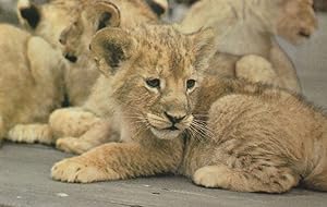Lion Cub at London Zoo Rare 1970s Postcard
