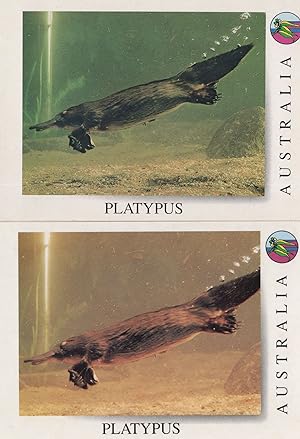 Australian Platypus 2x Fish Postcard s