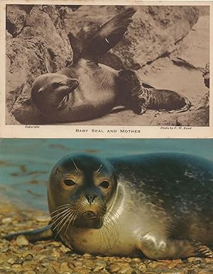 Baby Seal & Mother London Zoo Norfolk Baby 2x Postcard s