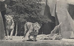 Lion & Lioness at Parc Zoologique Paris French Vintage Postcard