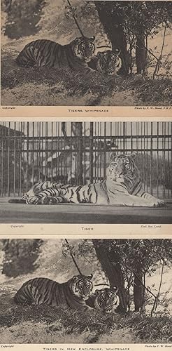 Tiger At Whipsnade London Zoo 3x Antique Postcard s