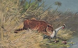 Tiger Cheetah Eating Bird Alive Blood Sports Painting Postcard