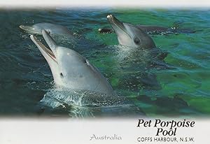 Dolphins at Poolpoise Pool Australia Postcard