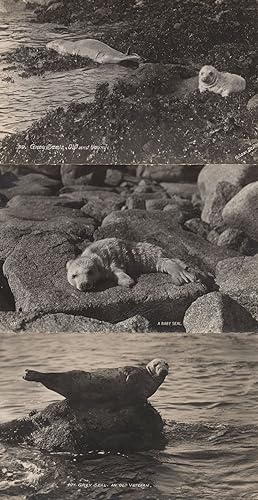 A Grey Baby Seal 3x Vintage Real Photo Postcard s