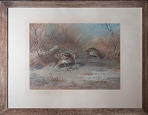 Archibald Thorburn (1860-1935) - 1923 Lithograph, Pair Of Snipe