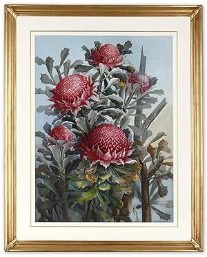 [Waratah]