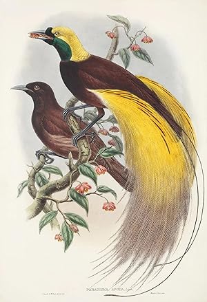 Paradisea Apoda. Greater Bird of Paradise.