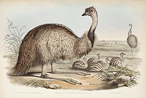 Dromaius Novae-Hollandiae. The Emu.