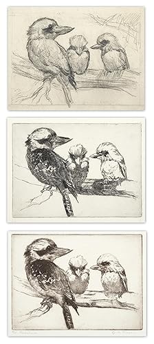 Kookaburras