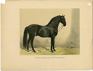 Rare Antique Print-NEAPOLITAN HORSE-KLADRÜB STUD-Volkers-1880