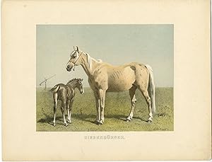 Rare Antique Print-SIEBENBURGER-ROMANIAN HORSE BREED-Volkers-1880