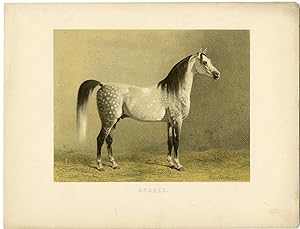 Rare Antique Print-ARABIAN-ARAB HORSE-Volkers-1880