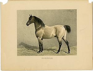 Rare Antique Print-NORFOLK TROTTER HORSE-Volkers-1880