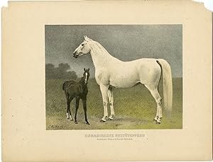 Rare Antique Print-BABOLNA-HUNGARIAN HORSE BREED-ARAB-Volkers-1880