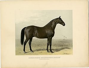 Rare Antique Print-NONIUS-HUNGARIAN HORSE BREED-Volkers-1880