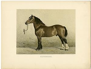Rare Antique Print-CLYDESDALE-SCOTTISH DRAUGHT HORSE-Volkers-1880